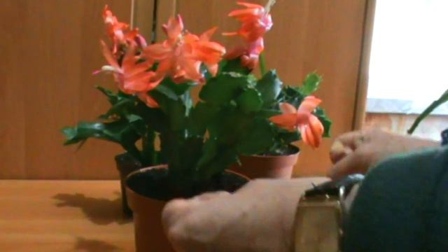 КАК ЗАСТАВИТЬ ДЕКАБРИСТ ЦВЕСТИ ВТОРОЙ РАЗ !!! (5 ПРОСТЫХ ШАГОВ) смотреть онлайн