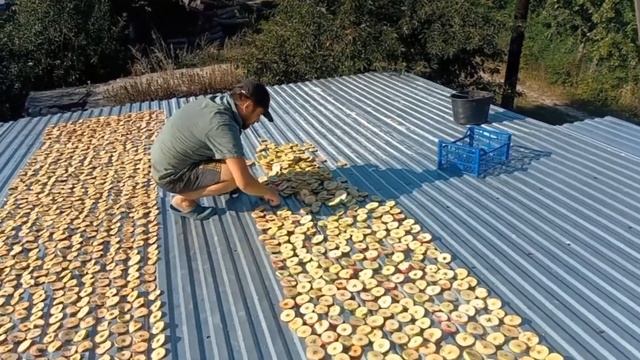 лучшая сушка 2023 ,сушка фруктов. смотреть онлайн