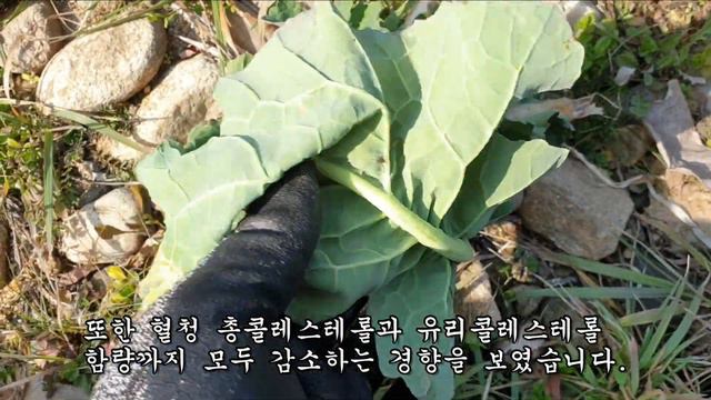 먹기만해도 콜레스테롤 수치가 20%씩 감소가 되고 지방살이 폭풍처럼 빠진다는 약초 смотреть онлайн