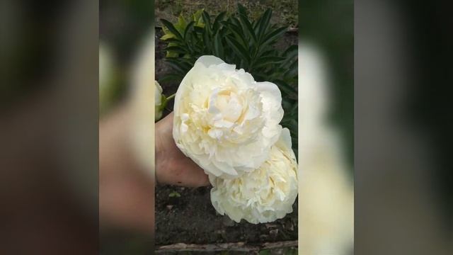 цветение пиона сорта Луна над Барингтоном смотреть онлайн