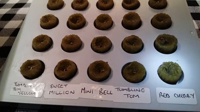 Quick germination with LED hydroponics, 5 Cherry tomato, minibel, tumbling tom sweet million, смотреть онлайн