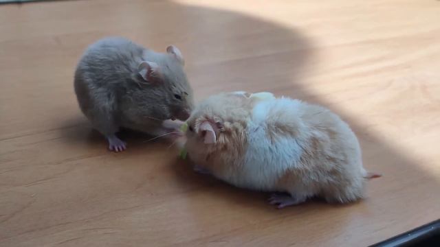 Bimo & Loky /Hamsters Are Playing 2 смотреть онлайн