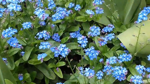 Цветение тюльпанов. Сочи смотреть онлайн