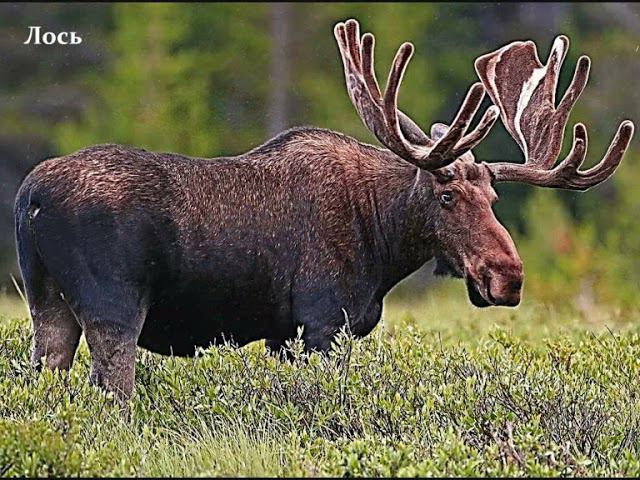 Загадочный зверь смотреть онлайн