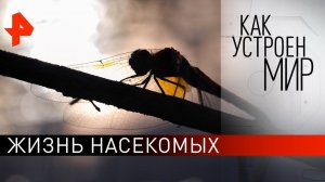 Жизнь насекомых. «Как устроен мир» с Тимофеем Баженовым (29.07.21).