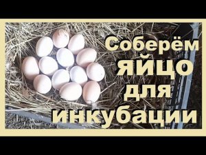 Сроки сбора инкубационного яйца птицы домашней