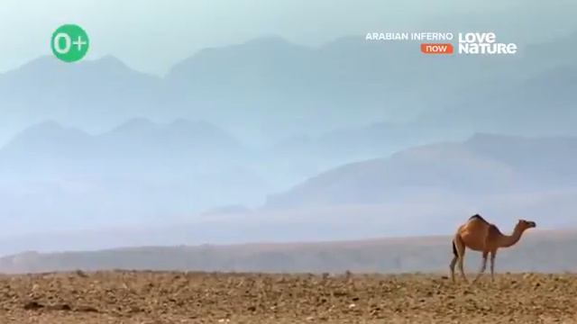 Пустыня смотреть онлайн