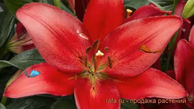 Лилия ла-гибрид Коларес (lilium la-hybrids colares) ? обзор: как сажать, луковицы лилии Коларес смотреть онлайн