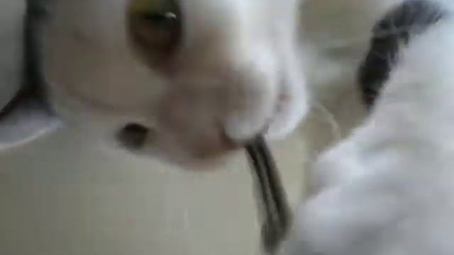 cat attacked camcorder кот напал на видеокамеру смотреть онлайн