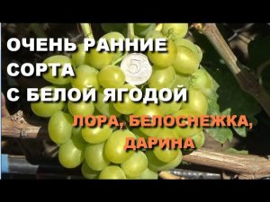 ОЧЕНЬ РАННИЕ СОРТА ВИНОГРАДА ЛОРА (ФЛОРА), БЕЛОСНЕЖКА, ДАРИНА