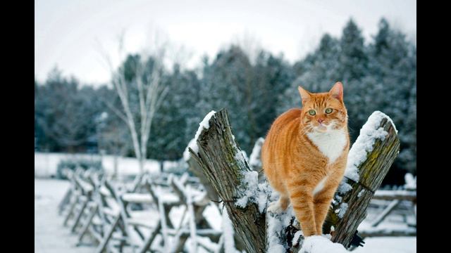 Юрий Соловьев. Русская зима
