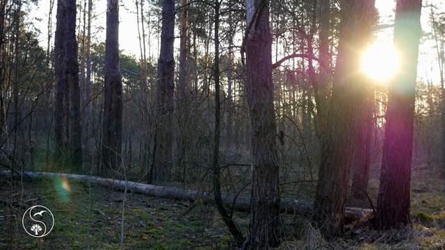 Съезд слаанешитов 17 смотреть онлайн
