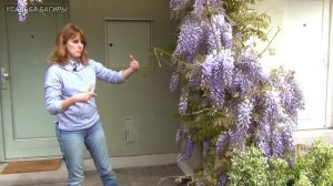 Особенности выращивания вистерии (глицинии).