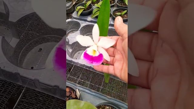 Phalaenopsis Lueddemanniana E Um Lindo Híbrido De Brassavola. WhatsApp 19 996 37 56 78. Sort.16/04