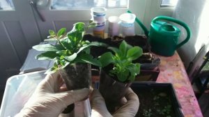 ПИКИРОВКА Петунии. В каком возрасте?!