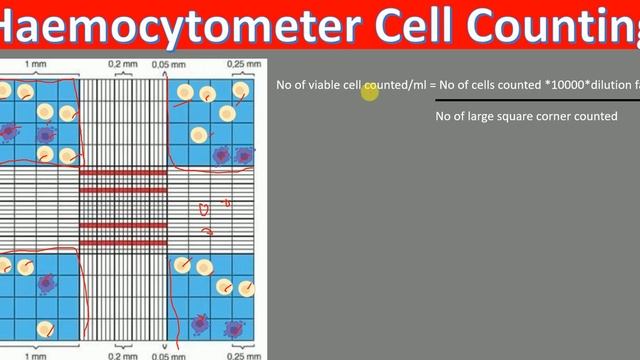 Haemocytometer Cell Counting | Cell Counting Calculation | Cell counting Trypan Blue | смотреть онлайн