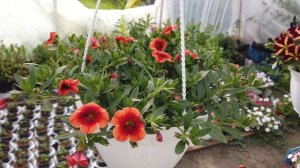 Сколько Калибрахоа ПОСАЖЕНО в Кашпо, как выросли Такие?