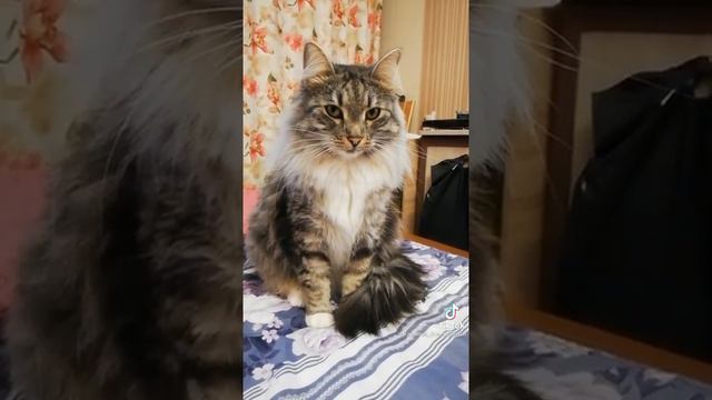 Кот поздравляет тебя с днём рождения!!! смотреть онлайн
