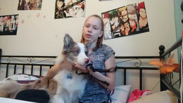 Почему с собакой надо гулять с 2 месяцев || Vlog || обзор покупок смотреть онлайн