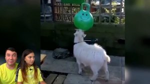 СМЕШНЫЕ КОТЫ СНИМАЮТ ТИКТОК ?! Коты и Собаки в ШКОЛЕ! НЕ ЗАСМЕЙСЯ ЧЕЛЛЕНДЖ Funny Cats Валеришка