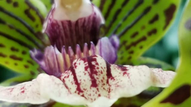 Gptm. Starburst 'Parkside' || Heat Tolerant Zygo Orchid Hybrid! смотреть онлайн