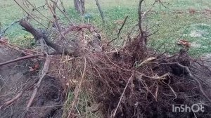 лучшая глубина посадки виноград . На какой глубине ростут корни винограда????