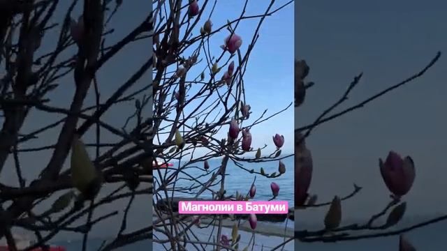 Магнолии в Батуми #магия #магнолия #весна #spring #winter #georgia #зимовка #февраль #подпишись смотреть онлайн