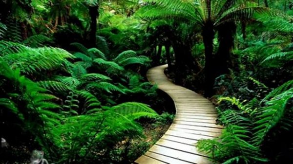 ? Tropical Paradise Music: your antistress ♡ Музыка тропического леса: ваш антистресс