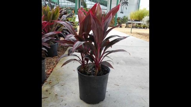 Ti Plant Pruning - Trimming Cordyline Fruticosa