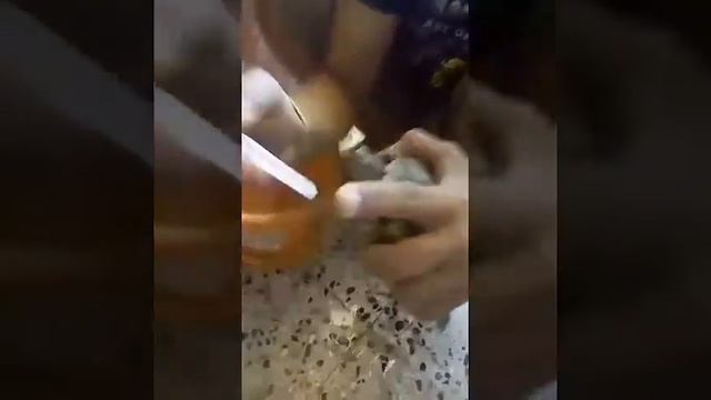 How to Force feed a sick Red eared slider. смотреть онлайн