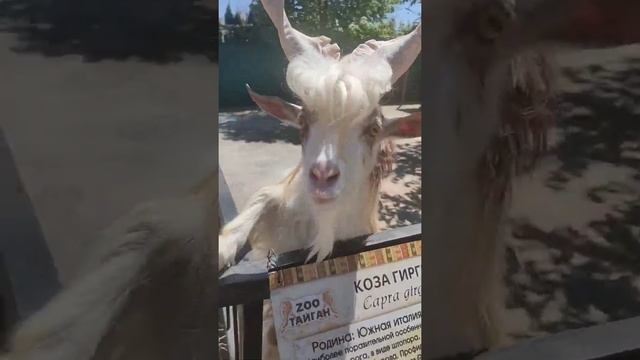 Парк Тайган.Кроме львов и тигров масса мимишных животных с позитивом. смотреть онлайн