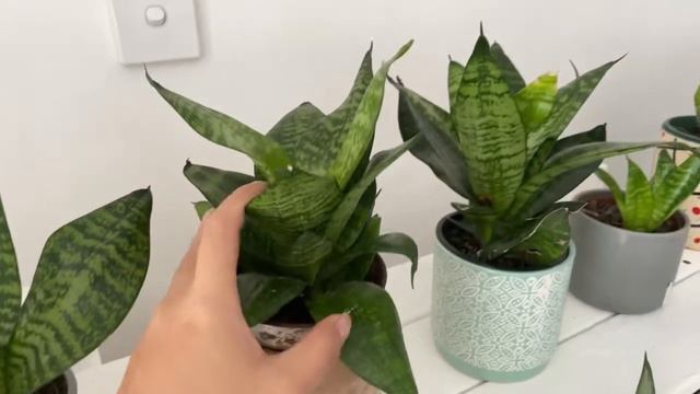 Live Tour Indoor Plants Thrive on Low Light