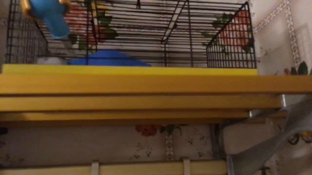 Что делает мой хомяк когда ему скучно 😂😝😜😛 смотреть онлайн