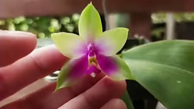 Phalaenopsis KS Happy Eagle
