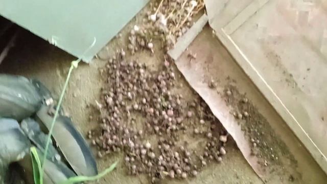 сушка одно-зубки сорт Добрыня смотреть онлайн