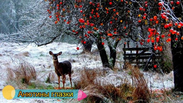 Милые 💕 животные Ultra Full HD BBC #VI смотреть онлайн