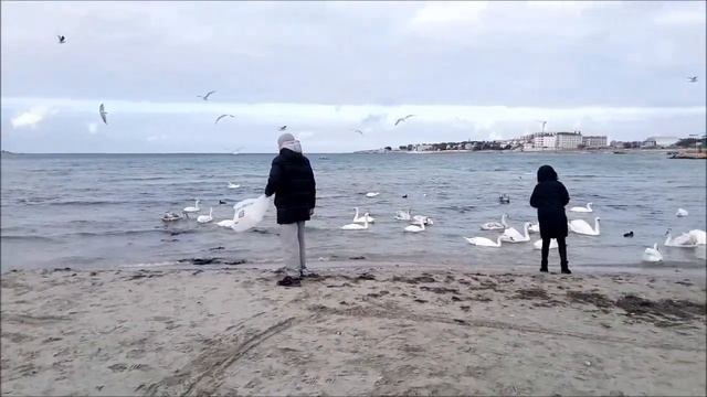 Лебеди / Swans смотреть онлайн