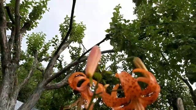 Почему не вяжу в выходные Деревенский влог смотреть онлайн