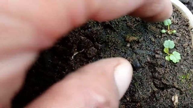 Клубника из семян смотреть онлайн