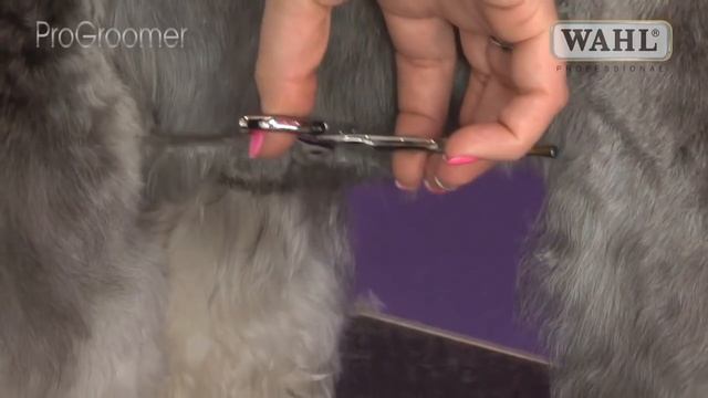Grooming Guide - Miniature Schnauzer Pet Trim - Pro Groomer смотреть онлайн