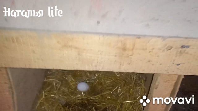 Наше домашнее хозяйство. Кто у нас живет. смотреть онлайн