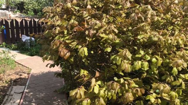 Самые красивые кустарники и многолетники продаю со своего участка смотреть онлайн