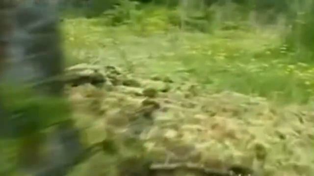 дарвинская лисица - находиться под угрозой исчезновения смотреть онлайн