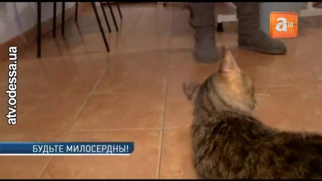 Издевательства над животными становятся нормой смотреть онлайн