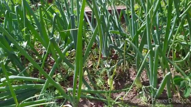 Когда убирать лук? признаки готовности и как ему помочь