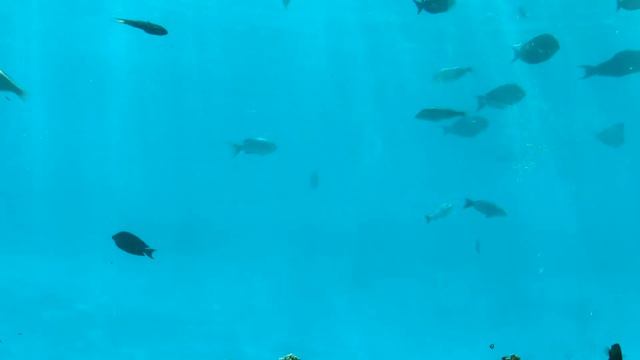 Maldives | Ozen Life Maadhoo | Underwater Restaurant