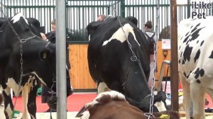 Голштинская корова на ilikepet. Особенности породы, уход