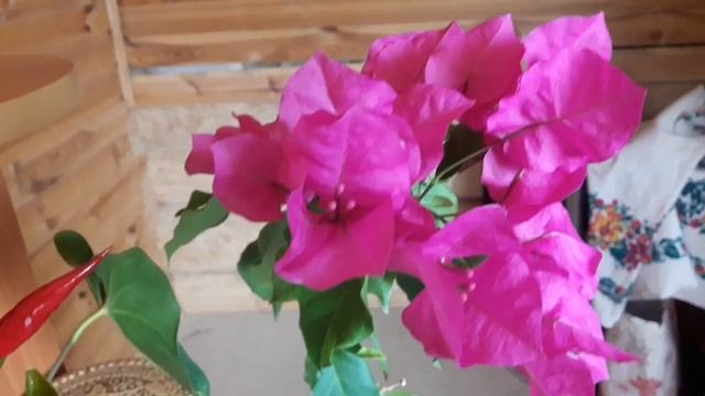 Обзор рассады томатов и перцев. Обзор комнатных цветов. Впереди много работы! День рождения Дианы!. смотреть онлайн