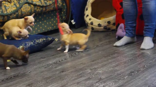 Щенки чихуахуа.Питомник смотреть онлайн