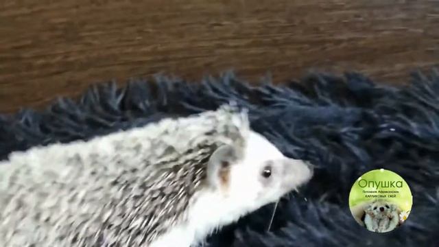 Африканский карликовый #ежик. Ласковые питомцы смотреть онлайн